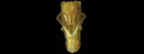 Ant pupa