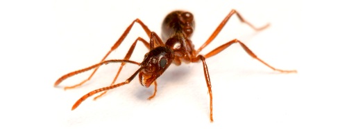 Adult ant