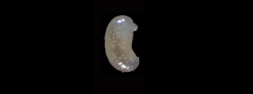 Ant larva